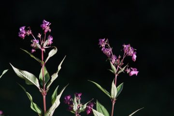 Comment cultiver des Impatiens de Nouvelle-Guinée