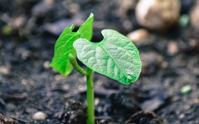 Comment cultiver les germes de haricots mungo