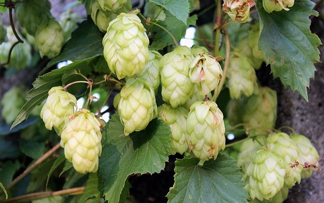 Comment cultiver les graines de houblon