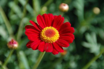 Comment cultiver les zinnias dans les pots