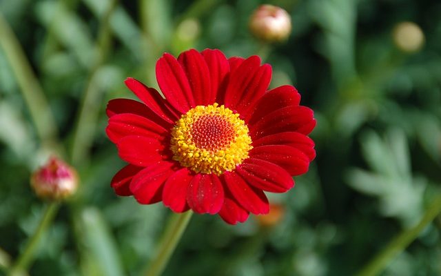 Comment cultiver les zinnias dans les pots