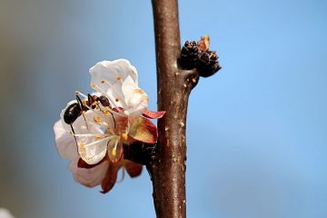 Comment détruire un nid de fourmis charpentier