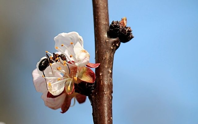 Comment détruire un nid de fourmis charpentier