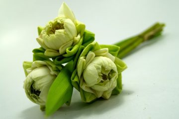 Comment éliminer le pollen des pins jaunes de l'eau de piscine ?