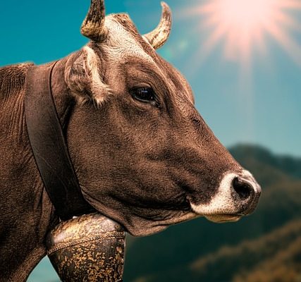 Comment enlever le centre des cornes de vache