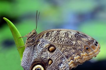 Comment fabriquer la coiffure papillon d'Arwen