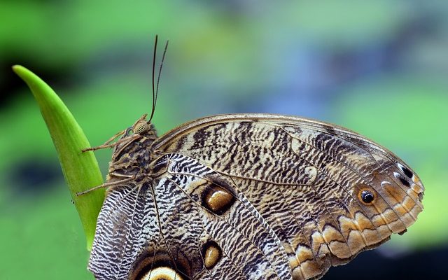 Comment fabriquer la coiffure papillon d'Arwen