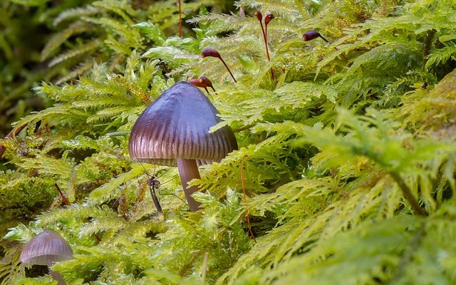 Comment fabriquer un vaporisateur à l'ail pour repousser les moustiques