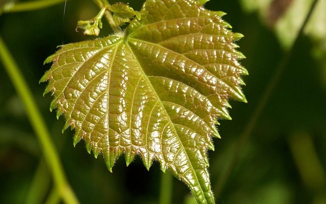 Comment faire du papier Jungle Vines Jungle Vines