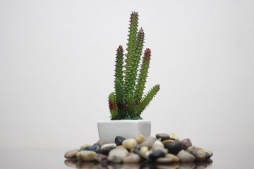 Comment faire pousser Cactus Indoors Cactus Indoors