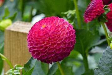 Comment faire tremper les tubercules de dahlia avant la plantation