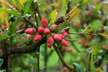 Comment faire une maison d'oiseau pour un Chardonneret jaune