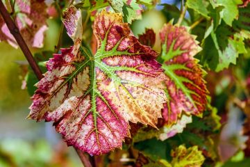 Comment identifier les vignes par les feuilles de vigne