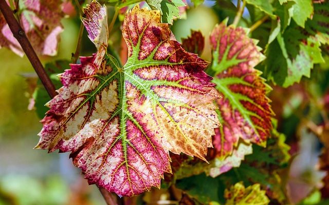 Comment identifier les vignes par les feuilles de vigne