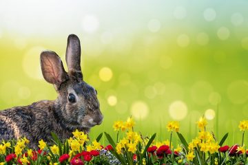 Comment planter des fleurs que les lapins n'aiment pas