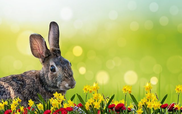 Comment planter des fleurs que les lapins n'aiment pas