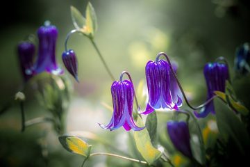 Comment prendre soin des vignes Clematis