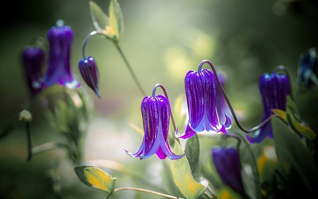 Comment prendre soin des vignes Clematis