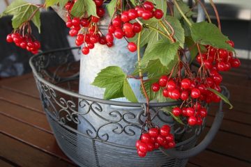 Comment Propager Viburnum Davidii