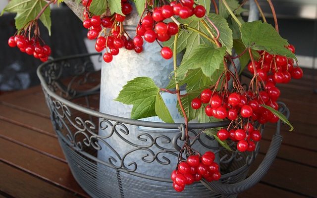 Comment Propager Viburnum Davidii