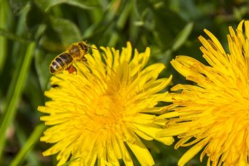 Comment se débarrasser des abeilles foreuses