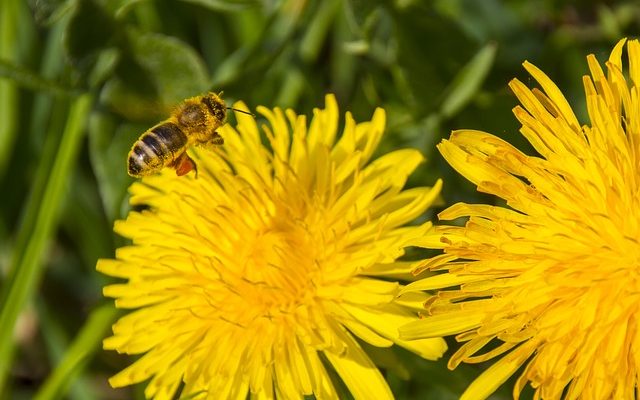 Comment se débarrasser des abeilles foreuses