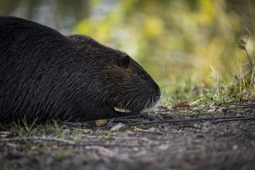 Comment se débarrasser des rats sans poison ou pièges