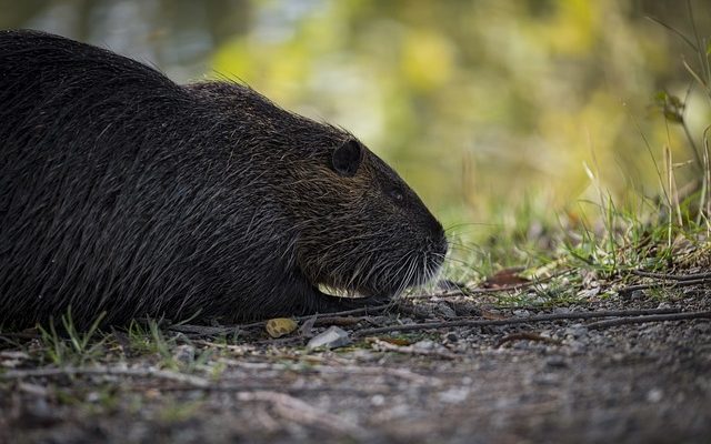 Comment se débarrasser des rats sans poison ou pièges