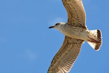 Comment se débarrasser d'une invasion de mouches