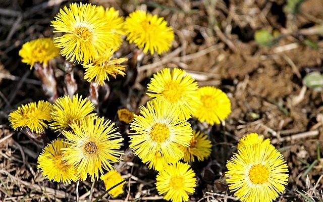 Comment se débarrasser d'une toux sèche