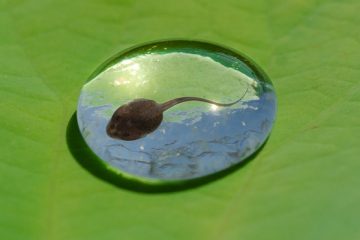 Comment soigner et nourrir les grenouilles et les têtards.