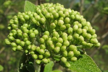 Comment tailler le Viburnum à feuillage persistant