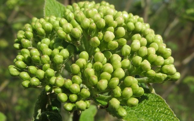 Comment tailler le Viburnum à feuillage persistant