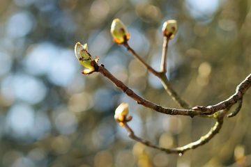 Comment tailler les pommiers Espalier Espalier