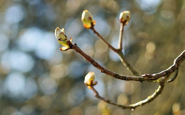 Comment tailler les pommiers Espalier Espalier