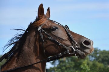 Comment tenir les Reins lors de l'équitation en anglais