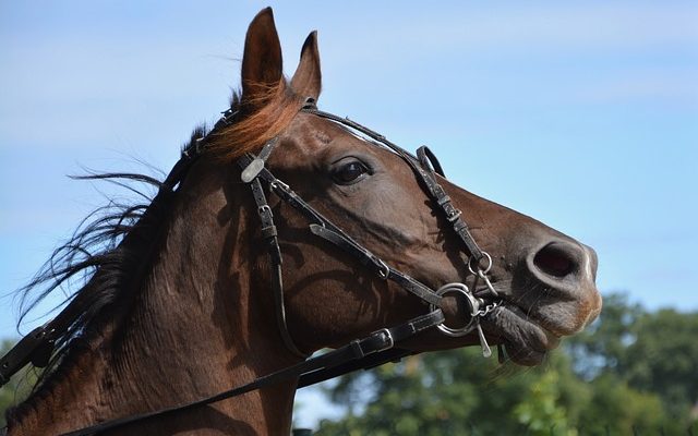 Comment tenir les Reins lors de l'équitation en anglais