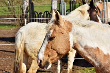 Comment tuer les poux sur les chevaux