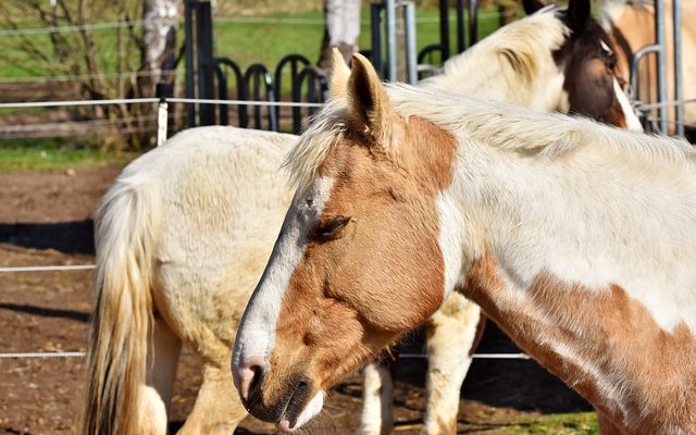 Comment tuer les poux sur les chevaux