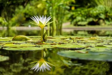 Comment utiliser les miroirs dans un jardin