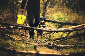 Conseils pour gagner aux courses de chiens