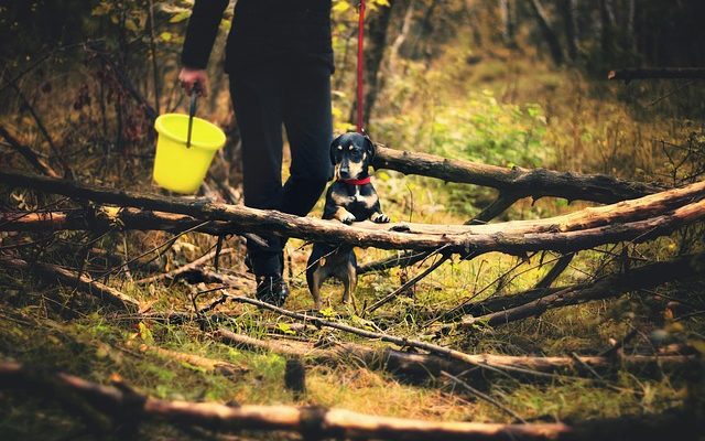 Conseils pour gagner aux courses de chiens