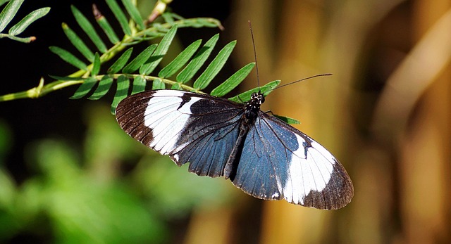 Des couleurs qui repoussent les insectes