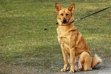 Des laisses pour empêcher les chiens de tirer.