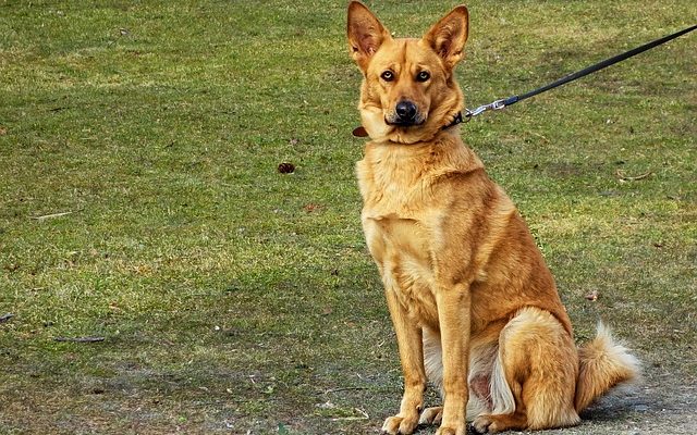 Des laisses pour empêcher les chiens de tirer.