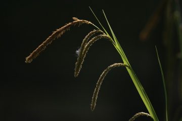 Éléments d'eau extérieurs faits maison