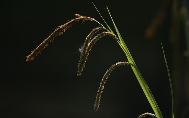 Éléments d'eau extérieurs faits maison