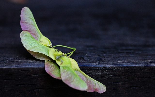 Faits sur le bois d'érable