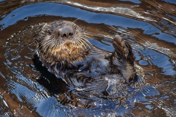 Faits sur les loutres de mer pour les enfants