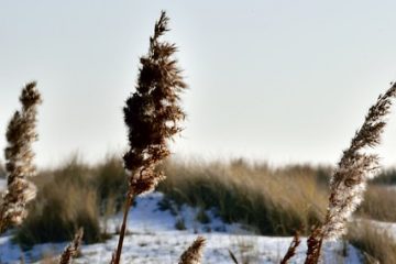 Faut-il réduire les plants de sanderi dipladenia sanderi en hiver ?